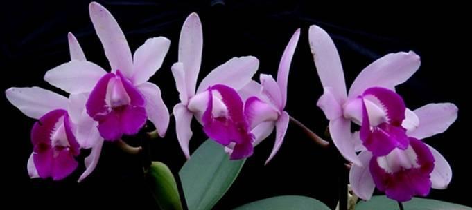 Cattleya intermedia Graham ex Hooker CRITÉRIOS DE