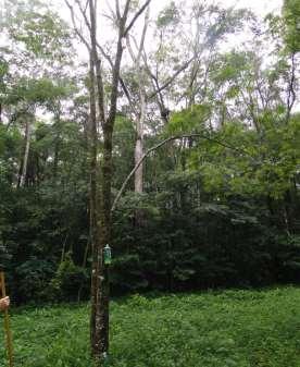 solo (dap) (RIBEIRO JUNIOR, 2008) e outra na região da copa das árvores, acima de três metros de altura (dossel) (Figura 3).
