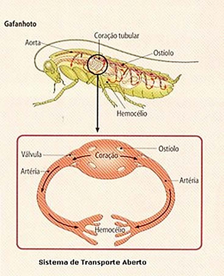 Principais classes: Crustacea (crustáceos) Características gerais: animais dotados de