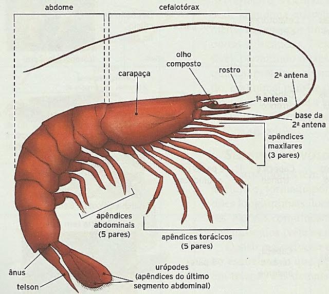 apêndices abdominais.