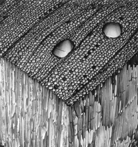Estrutura da madeira Balsa Madeira Balsa é composta por fibras (celulose) e