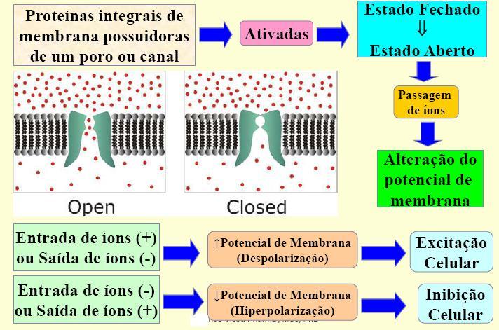 IONOTRÓPICOS Regrinhas Básicas Despolarização EXCITAÇÃO Celular Hiperpolarização INIBIÇÃO Celular Entrada de íons