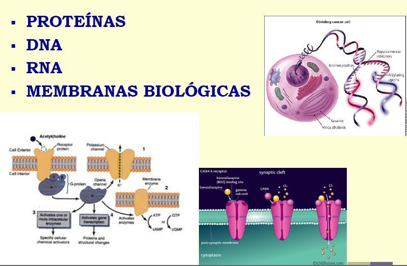ALVOS DE AÇÃO DOS FÁRMACOS TIPOS DE 1- Receptores Intracelulares (citoplasmáticos ou nucleares).