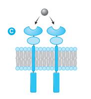 CATALÍTICOS São proteínas transmembranares que possuem atividade catalítica intrínseca; Possuem inúmeras funções celulares; Exemplo: Receptores de insulina. CATALÍTICOS Golan, 2002.