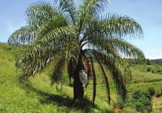 ESPÉCIE Acrocomia aculeata (Macaúba) A macaúba, Acrocomia aculeata, é uma palmeira oleaginosa da família Arecaceae e nativa do Brasil.