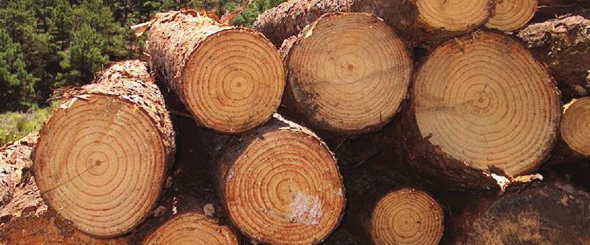 MERCADO INTERNO - ESTADO DE SÃO PAULO Produtos Florestais A greve dos caminhoneiros no mês de maio prejudicou muito a comercialização de madeiras no Estado de São Paulo.