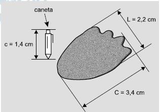 Um pesquisador, ao explorar uma floresta, fotografou uma caneta de 16,8 cm de comprimento ao lado de uma pegada.