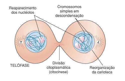 Telófase 1. Ocorre a citocinese (divisão do citoplasma) 2.