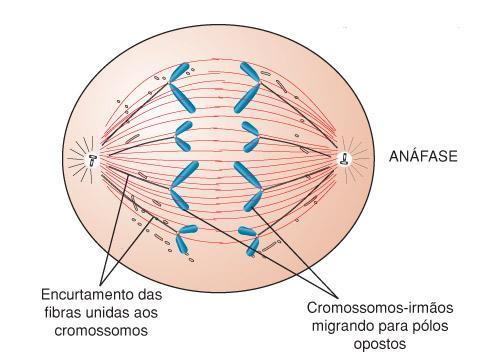 Anáfase 1. Encurtamento das fibras do fuso. 2.