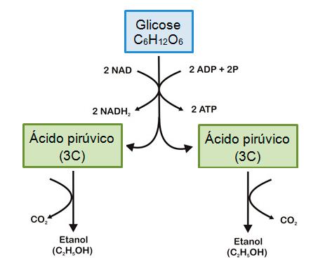 21 3.2.3. Fermentação No processo fermentativo as leveduras convertem os açúcares (glicose e frutose) em etanol.