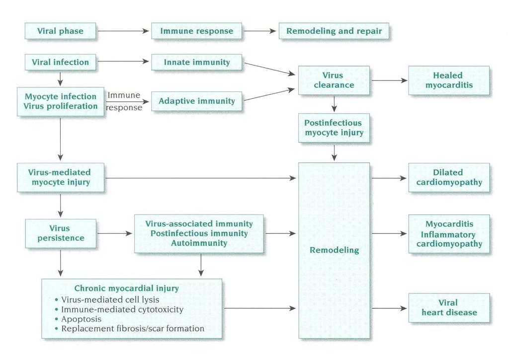 Modelo de infecção cardiovascular Ref: Liu PP, Schultheiss HP. Myocarditis. In: Braunwald E, ed. Braunwald s Heart Disease. 8 th ed.