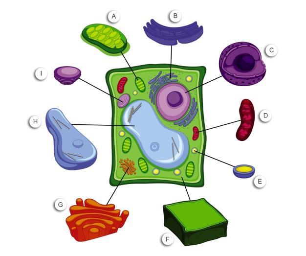 Indique a letra e o nome da organela envolvida na síntese de ATP nas células eucarióticas. Questão 11 O processo de respiração celular aeróbia ocorre em três etapas.
