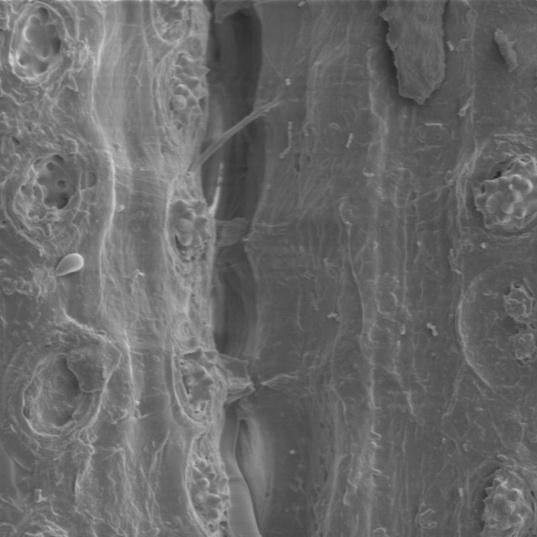 2 µm 2 µm (A) (B) Figura 57 Superfície externa da fibra (A) com células parenquimáticas e (B) superfície interna recoberta por