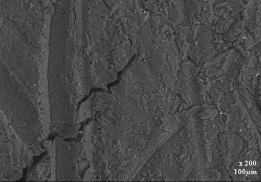 (A) (B) (C) (D) Figura 127 Micrografias da superfície que sofreu abrasão para a madeira de pupunha Comparando-se as micrografias da pupunha