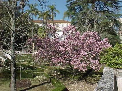 CONTEÚDOS: Num percurso diferente e agradável, vem explorar algumas plantas de distintas regiões do globo. Já entrou na mini-selva do Jardim Botânico?