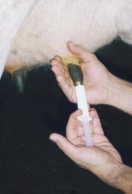 Em relação à utilização de associações no tratamento de mastite bovina há posições conflitantes.