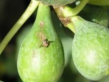 20 Aspeto do acondicionamento em laboratório dos frutos amostrados no campo para