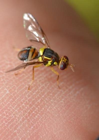 A nova mosca invasora, Bactrocera invadens Drew, é uma ameaça para as culturas em Portugal Figura 6.2 Panfleto de divulgação de alerta sobre os perigos de introdução de B.