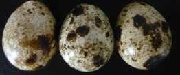 Sendo que o Experimento 1 foi estudado a qualidade de ovos de codornas japonesas com casca opaca e no Experimento 2 foram avaliados somente ovos com casca brilhante. 3.