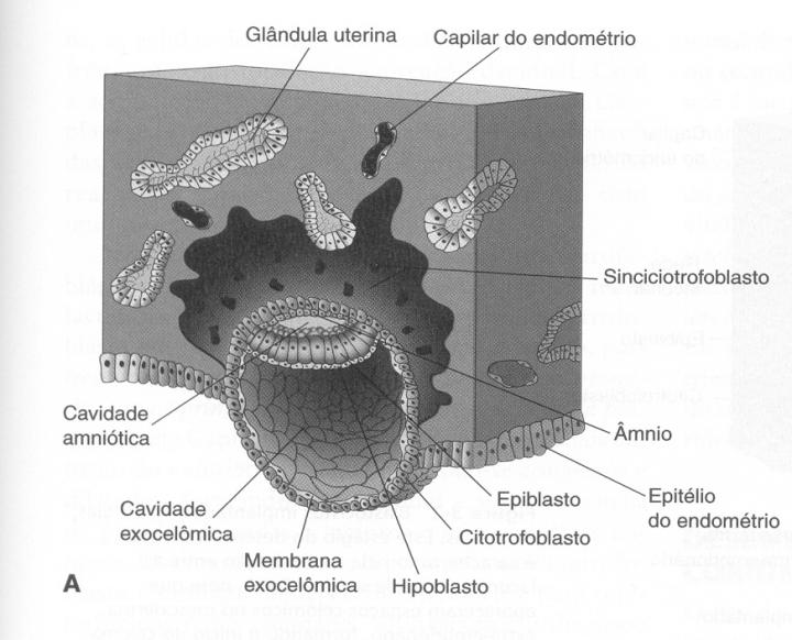 Implantação do blastocisto no endométrio e formação dos 4 envoltórios (embrião + membranas extra-embrionárias