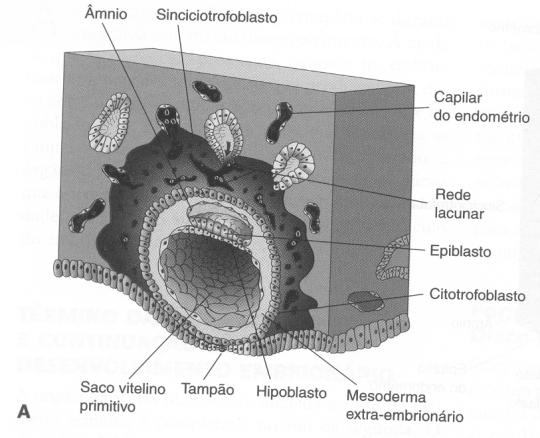 Circulação útero placentária primitiva 9 dias
