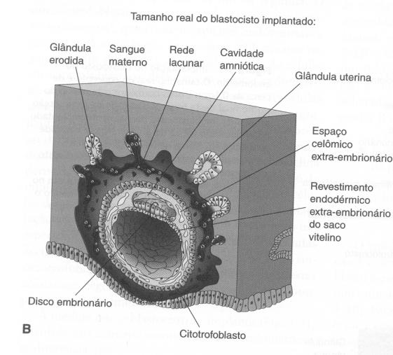 - BCHE 23 Blastocistos implantados 10 dias 12 dias