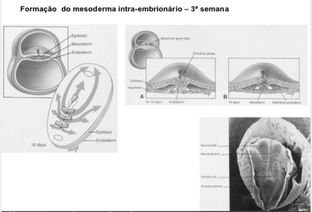 Entre o ectoderma e o endoderma se forma uma camada intermediária, o mesoderma.