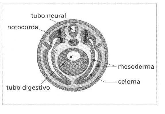 Terceira semana do desenvolvimento embrionário 1.