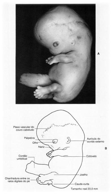 Um embrião de 50 dias visto ao microscópio óptico (esquerda) e com microscopia por 13/06/18 ressonância magnética (direita). 65 8ª semana Os dedos das mãos estão separados, mas unidos por membranas.