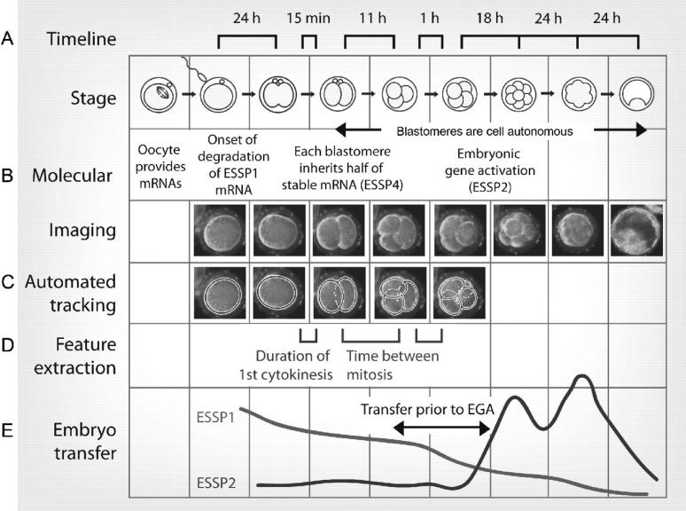 Imaging human embryo development and predicting developmental potential. Kathy K. Niakan et al. Development 2012;139:829-841 2012. 13/06/18 Flória-Santos, M.
