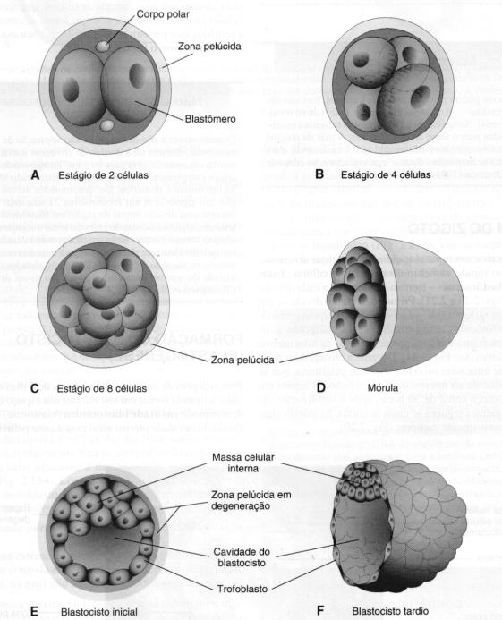 Esquema ilustrando a clivagem (série de divisões mitóticas) do zigoto e formação do blastocisto ü O embrião não cresce, mas várias células