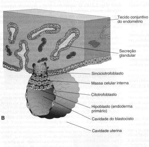 Aderência do blastocisto ao epitélio endometrial durante os primeiros estágios da implantação Trofoblasto prolifera e se diferencia embrioblasto 6 dias após a fertilização 20º dia do ciclo menstrual