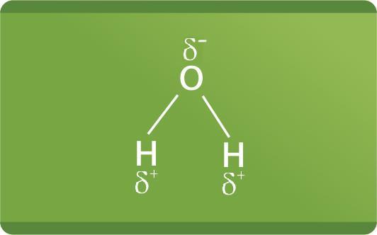 ÁGUA A estrutura da molécula de