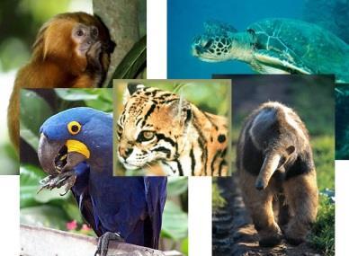 Os animais são considerados extintos quando eles deixam de existir em seu ambiente natural ou ainda em cativeiro.