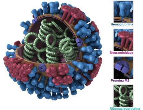 14 Figura 1: Esquema constituinte do vírus influenza.