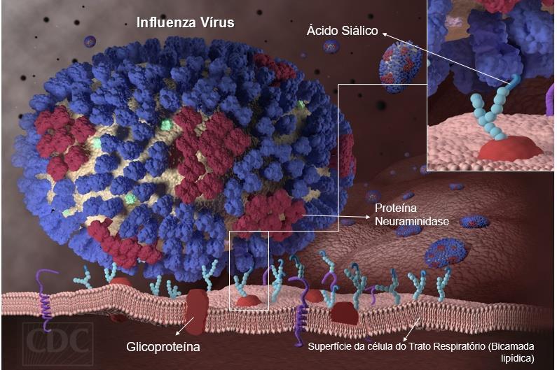 16 Figura 2: Momento em que o vírus influenza se liga as células respiratórias humanas. Fonte: (CDC ², 2014) As aves selvagens aquáticas são reservatórios naturais do vírus influenza tipo A.
