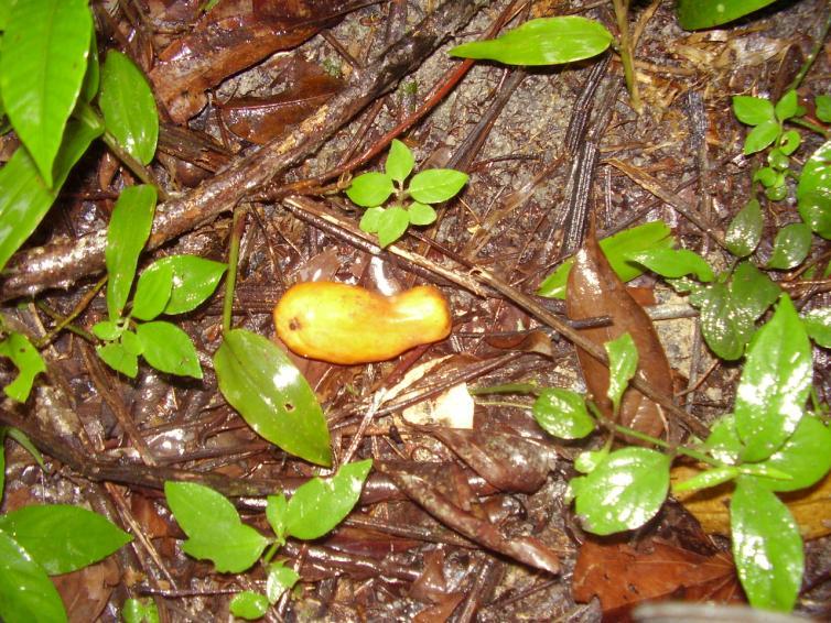 Figura 2. Fruto de Jaracatia spinosa(mamote) em meio ao substrato Espécies com altura em torno de 10-15m comuns tanto no interior como na borda são: bucho-de-veado (Pouteria sp.