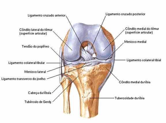 16 Figura 1 Articulações do joelho parte inferior Fonte: http://www.ortopediavirtual.com.br/ligamento.htm.