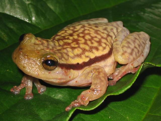 Dendropsophus