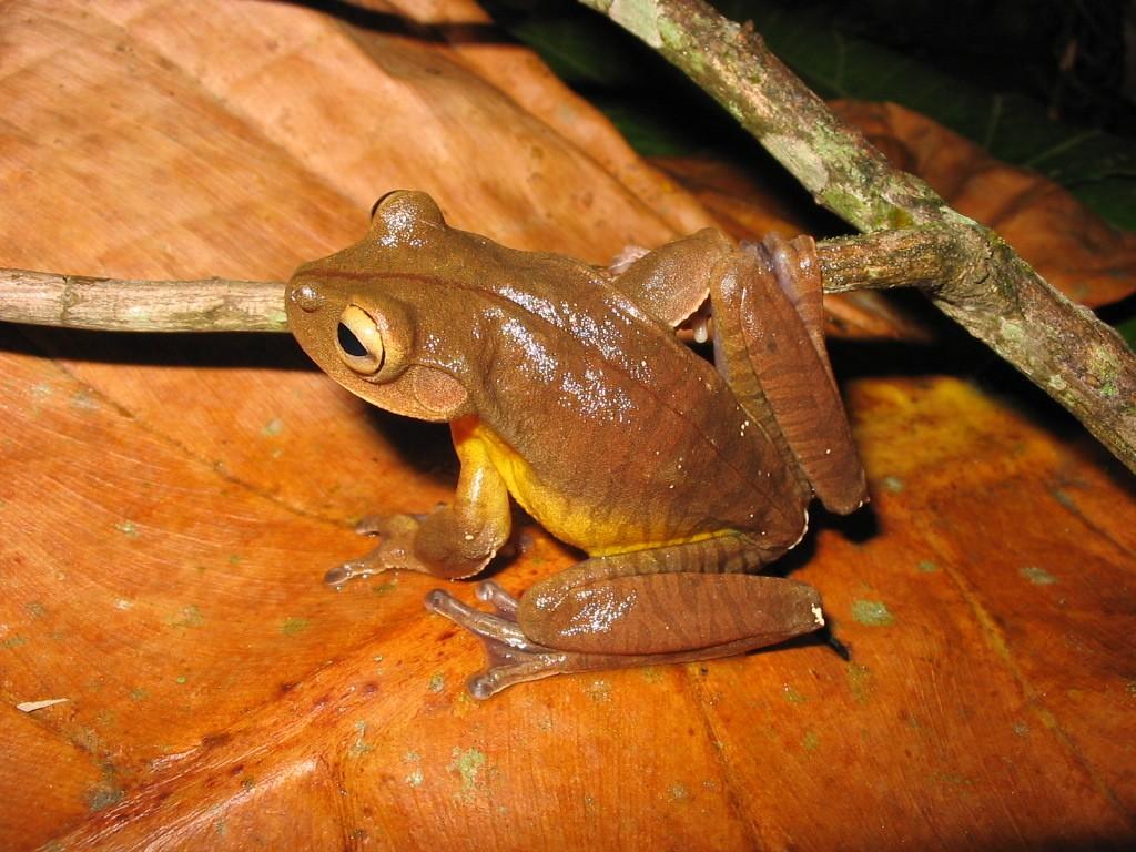 Rhinella