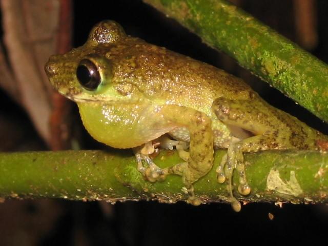 Scinax sp.