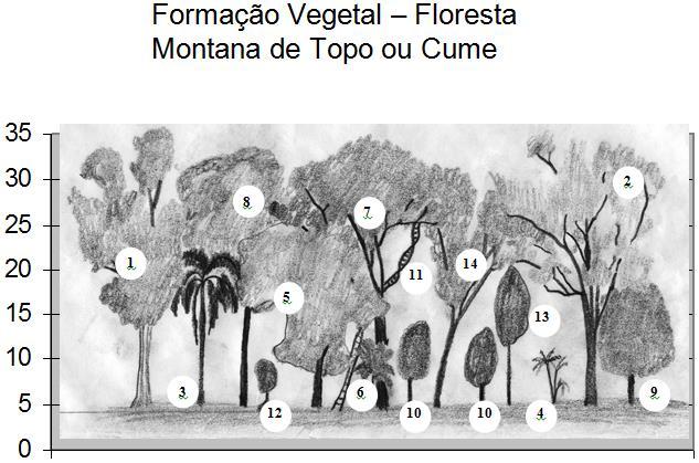 26 Esta formação vegetal teve 7 quadrantes totalizando 700m² e 236 indivíduos amostrados. Destacam-se nesta formação vegetal: Vitex megapotamica (Spreng.) Moldenke, Bauhinia microstachya (Raddi)J.F.