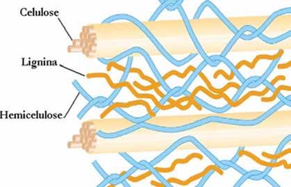 10 Enzimas oxidativas microbianas envolvidas na biodegradação da lignocelulose: Fig. 1. Esquema geral da estrutura lignocelulósica. A celulose é organizada em feixes de fibras.