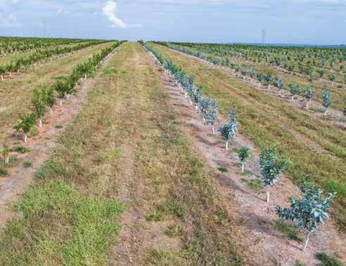 O POUSO DE PSILÍDEOS NAS PLANTAS EM INSETOS VINDOS DE POMARES ABANDONADOS penetraram seus estiletes (aparelho bucal) nas plantas.