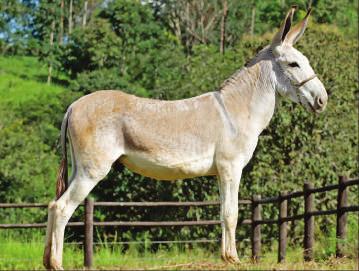 Lote16-Jumento Hércules Vale Lote17-Jumento Havaí Vale 22 Meses 24 Meses Pêlo Rato Arruana Pêlo de Rato Tufão de