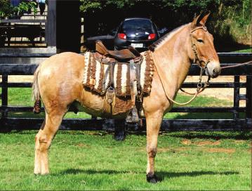 Lote31-Burro Quaxandu da Gameleira Lote32-Burro Rio da Gameleira 5 Anos 4 Anos Baio Castanho Quaxamdu da Gameleira é um burro