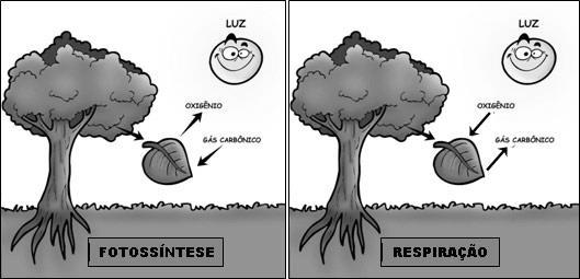 QUESTÃO 7 ANALISE a imagem a seguir: Imagem disponível em: <http://www.outramedicina.com/sites/www.outramedicina.com/files/frutas-auxiliam-digestao- 153027787.