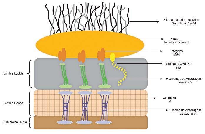 13 Classificação do colágeno com base nas estruturas formadas Classe Fibrilas de ancoragem