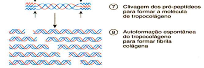 19 Processamento do colágeno