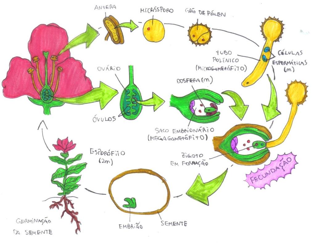 FIGURA 5: CICLO DE VIDA DE UMA ANGIOSPERMA. ADAPTAÇÕES DAS ANGIOSPERMAS Existem dois grandes grupos de angiospermas, que são estudados em função do número de cotilédones que apresentam.